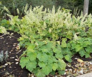 Heuchera villosa Form Andrey Zharkikh CC BY 2.0 .