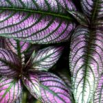Foliage SC Flasco CC BY-NC-ND 2.0