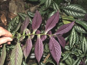 Foliage underside Barry Hammel CC BY-NC 2.0
