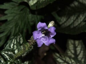 Flower close up Barry Hammel CC BY-NC-