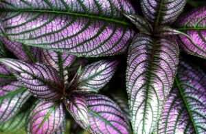 Foliage SC Flasco CC BY-NC-ND 2.0