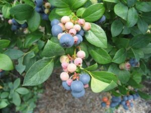 Fruits forming Cabarrusco Hope Duckworth CC BY 4.0