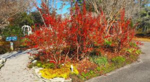 Fall blueberry color in the Brunswick County North Carolina Cooperative Extension Service Botanical Garden Krys Ochota.