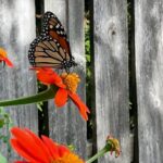 Flower with Monarch butterfly in the summer in Moore County Carol Bowman CC BY 2.0