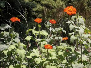 Form in bloom Photo by Carl Lewis CC BY 2.0