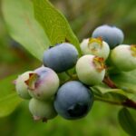 Fruits; Rob Thurman; CC BY 2.0