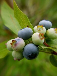Fruits; Rob Thurman; CC BY 2.0