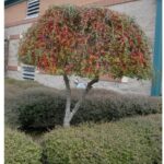Trimmed Tree; Jim Robbins; CC BY-NC-ND 4.0