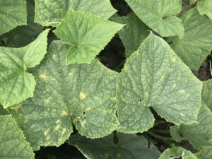 Cover photo for Downy Mildew Confirmed on Cucumbers in Eastern North Carolina
