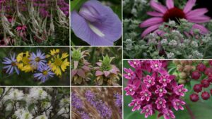 Cover photo for Chatham County Native Plant Sale September 19!